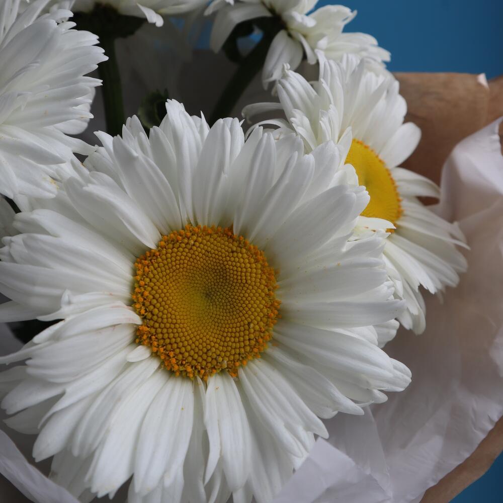 Любит,не любит