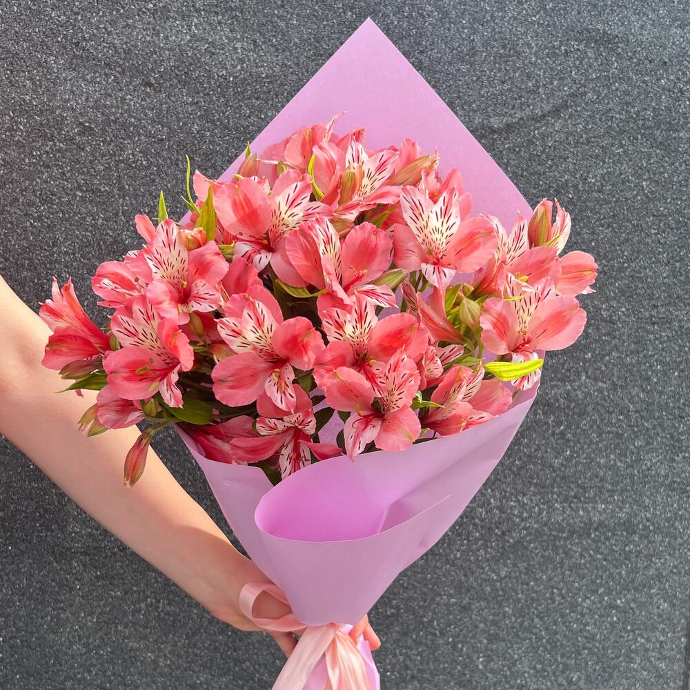 Pink alstromeria